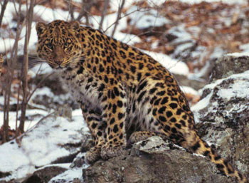 amur leopard